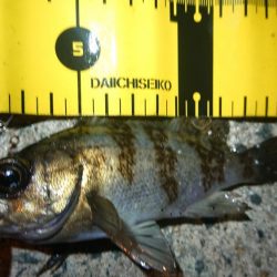 エギングがダメでしたので…