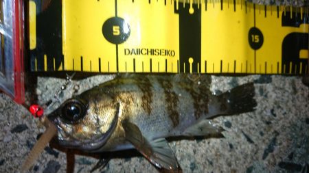 エギングがダメでしたので…