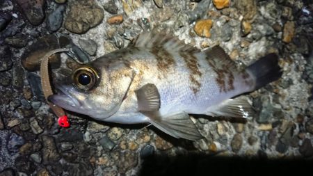 仕事終わりメバリング