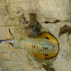 アオリイカを求めて