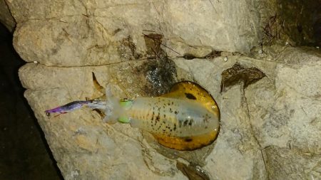 アオリイカを求めて