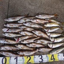 エギング&アジング