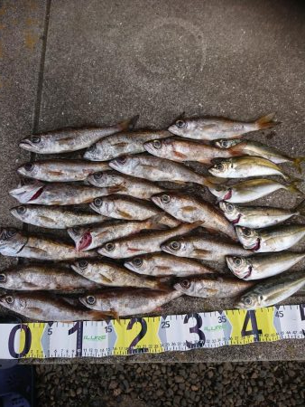 エギング&アジング