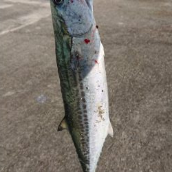 日の出渡船で 7番テトラ側