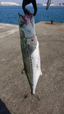 日の出渡船で 7番テトラ側