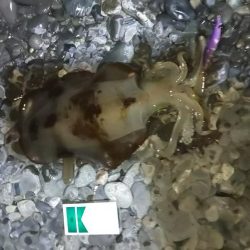 今年最後の釣行