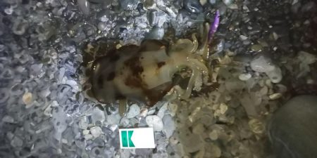 今年最後の釣行