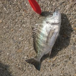 カレイ狙いでしたが…