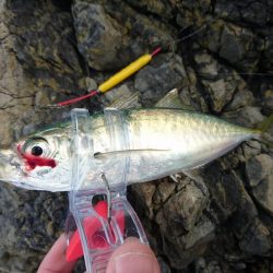 アジのナブラにつっこんでみた