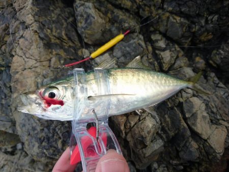 アジのナブラにつっこんでみた