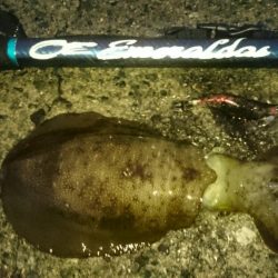 年内ラスト日本海(・x・*)