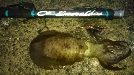 年内ラスト日本海(・x・*)