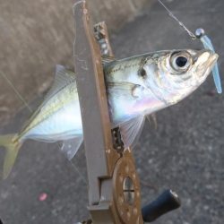 釣り納めアジング
