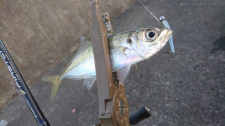 釣り納めアジング