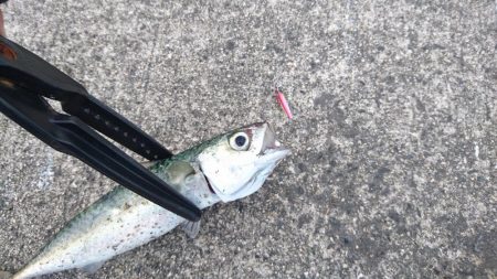 アジングサビキでアジとサバとイワシ