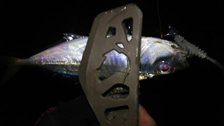 姫路寒空アジング