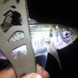 アジ&ヒイカ撃沈