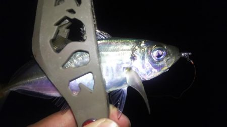 アジ&ヒイカ撃沈