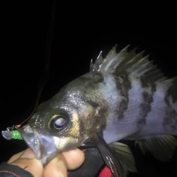 明石メバル調査