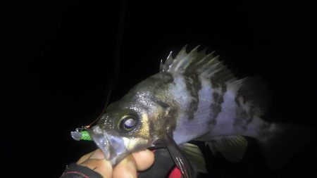 明石メバル調査