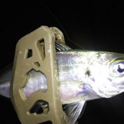 姫路極寒アジング