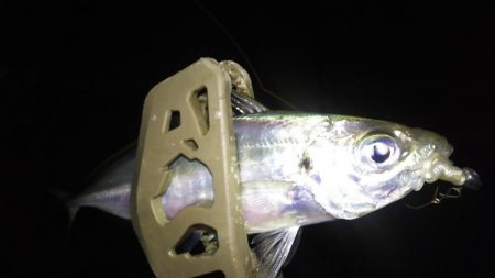 姫路極寒アジング