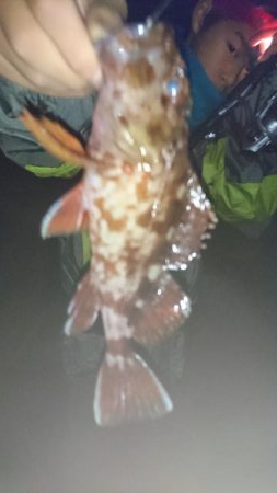 メバル、ガシラ、アジ