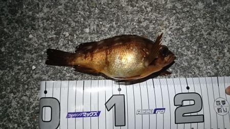 メバリングですが･･･