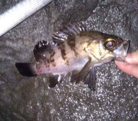 渋かったメバリング