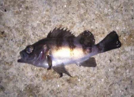 可愛いサイズの