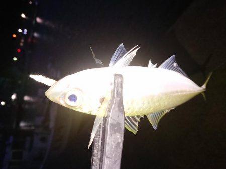 久々のアジング