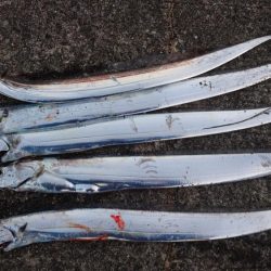 タチウオ釣りとことん行く