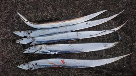 タチウオ釣りとことん行く