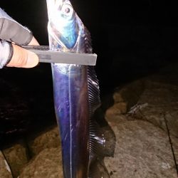 シーバス釣れない