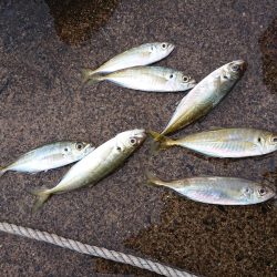 今日も入れ食い