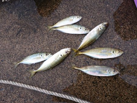 今日も入れ食い
