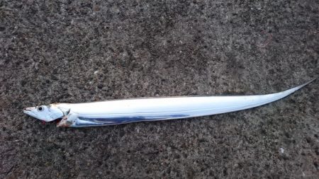泉大津エリアで貴重なタチウオ