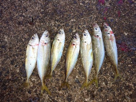 アジングからメバリング