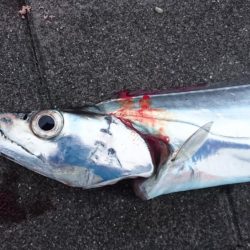 タチウオ釣れたらラッキーレベル