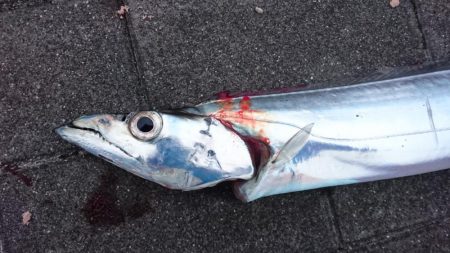 タチウオ釣れたらラッキーレベル