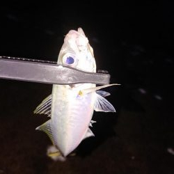 ヤリイカ初挑戦も撃沈