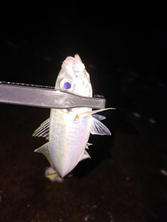 ヤリイカ初挑戦も撃沈