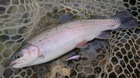 12月中旬の芥川エリアトラウトエントリー