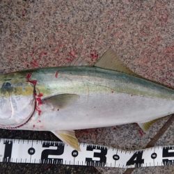 たこ焼き改めベビカス～釣れたよ！