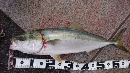 たこ焼き改めベビカス～釣れたよ！