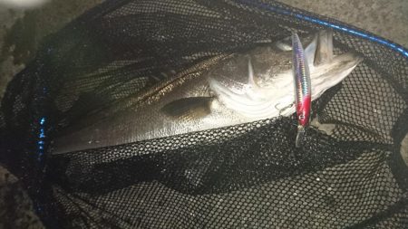 ランカーならず