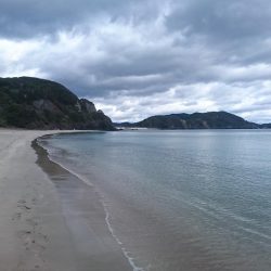 三重ヒラメ調査