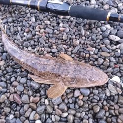 マゴチとアオリイカ