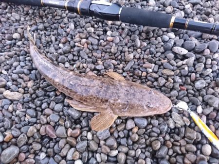 マゴチとアオリイカ