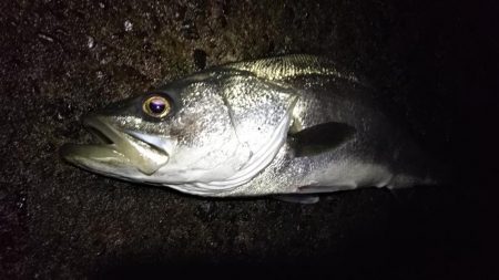 シーバスフィッシング